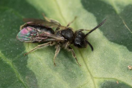 Andrena minutula
